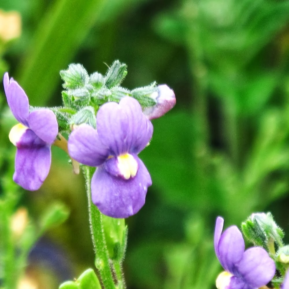 Meet your Posher, Andrea